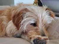 files/dog_pl_15.webp