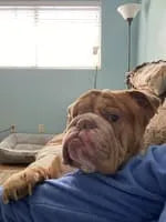 files/dog_pl_5.webp